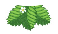 Custom Strawberry with Leaves Top Skirt No Waistband